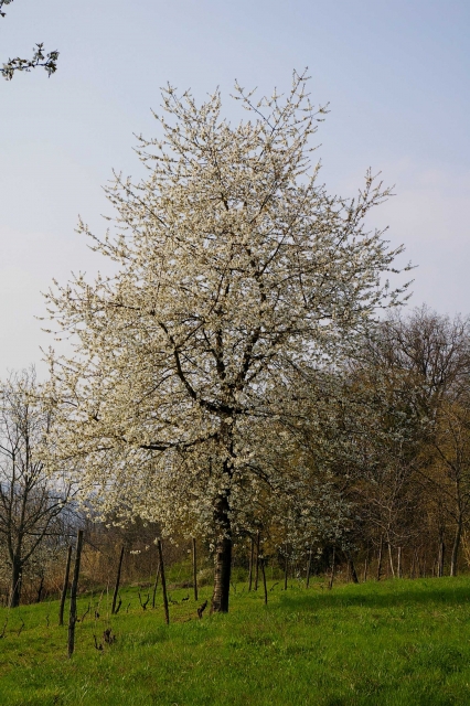 Prunus avium (ciliegio) 2.jpg