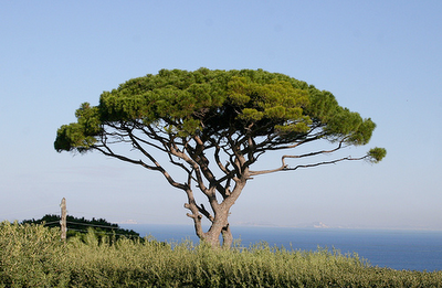 Pinus pinea.png