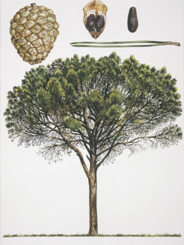 Pinus-Pinea-2.jpg