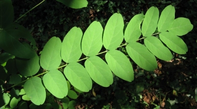 foglia robinia_1.JPG