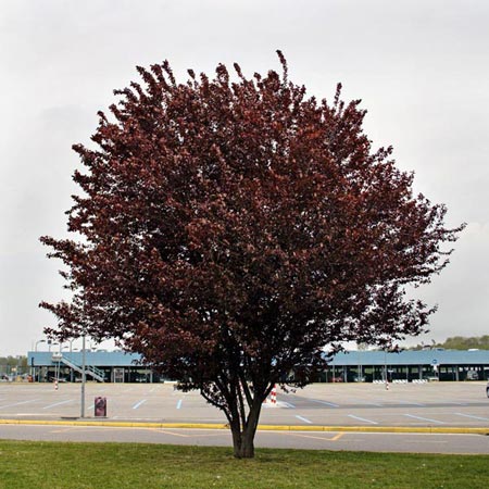 Prunus cerasifera Nigra.jpg